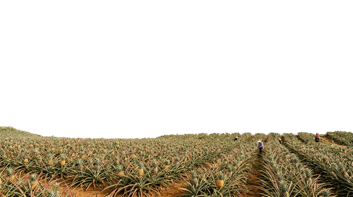 crop