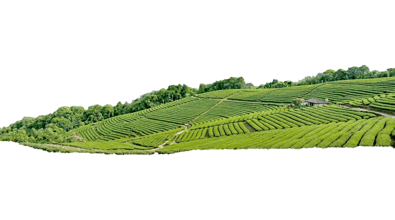 hills